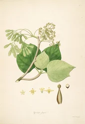 Illustration von Gyrocarpus jacquini (= Gyrocarpus americanus), Hernandiaceae